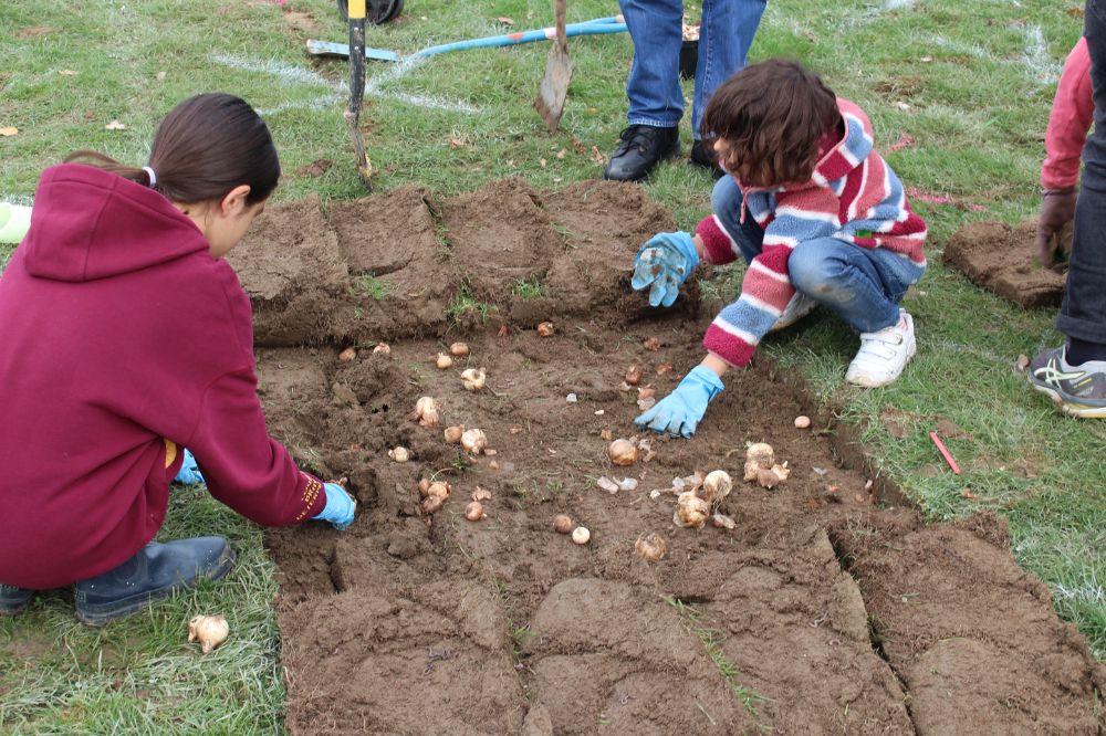 Two children in jeans and hooded tops plant bulbs