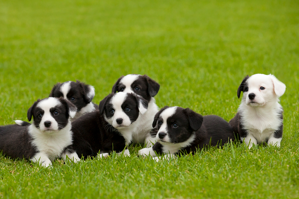 Stock image of puppies