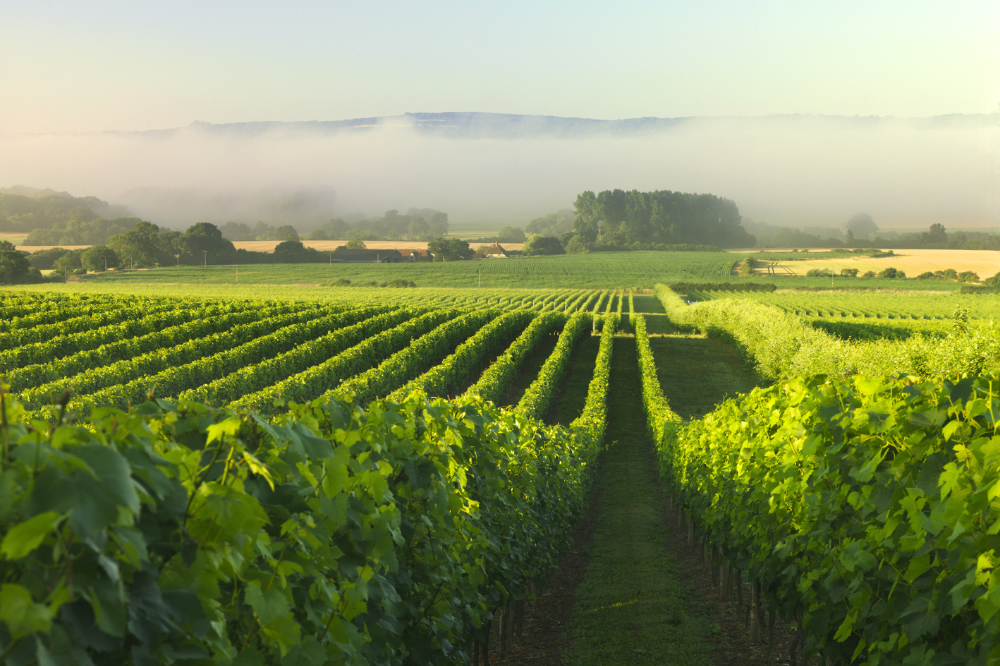 Nyetimber Vineyard