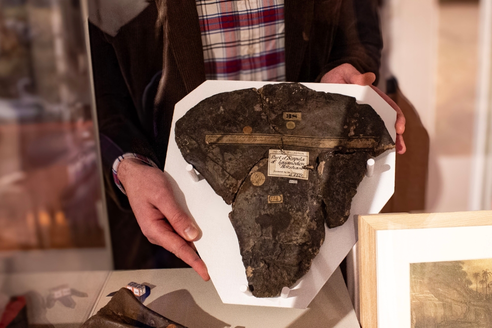 Image of part of a fossilised Iguanodon Scapula on display