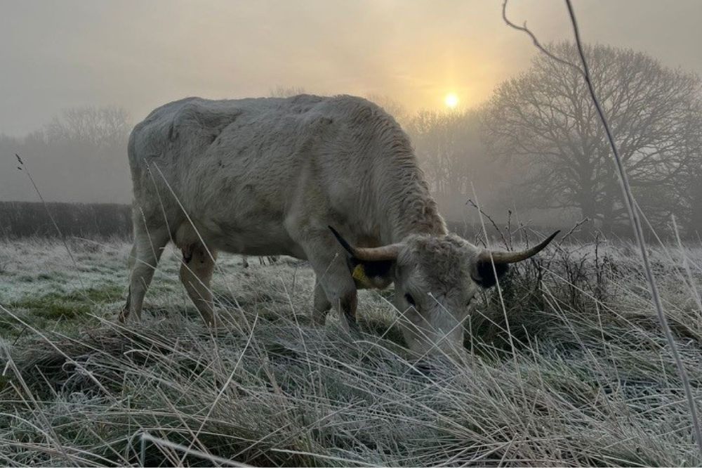 White Park cattle