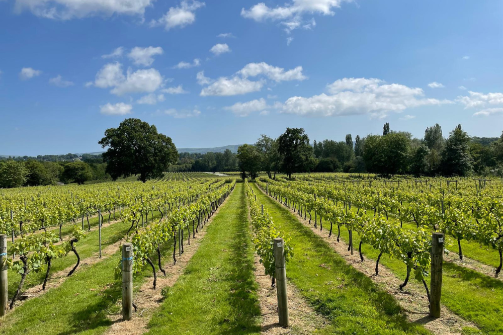 Image of Nutbourne Vineyard