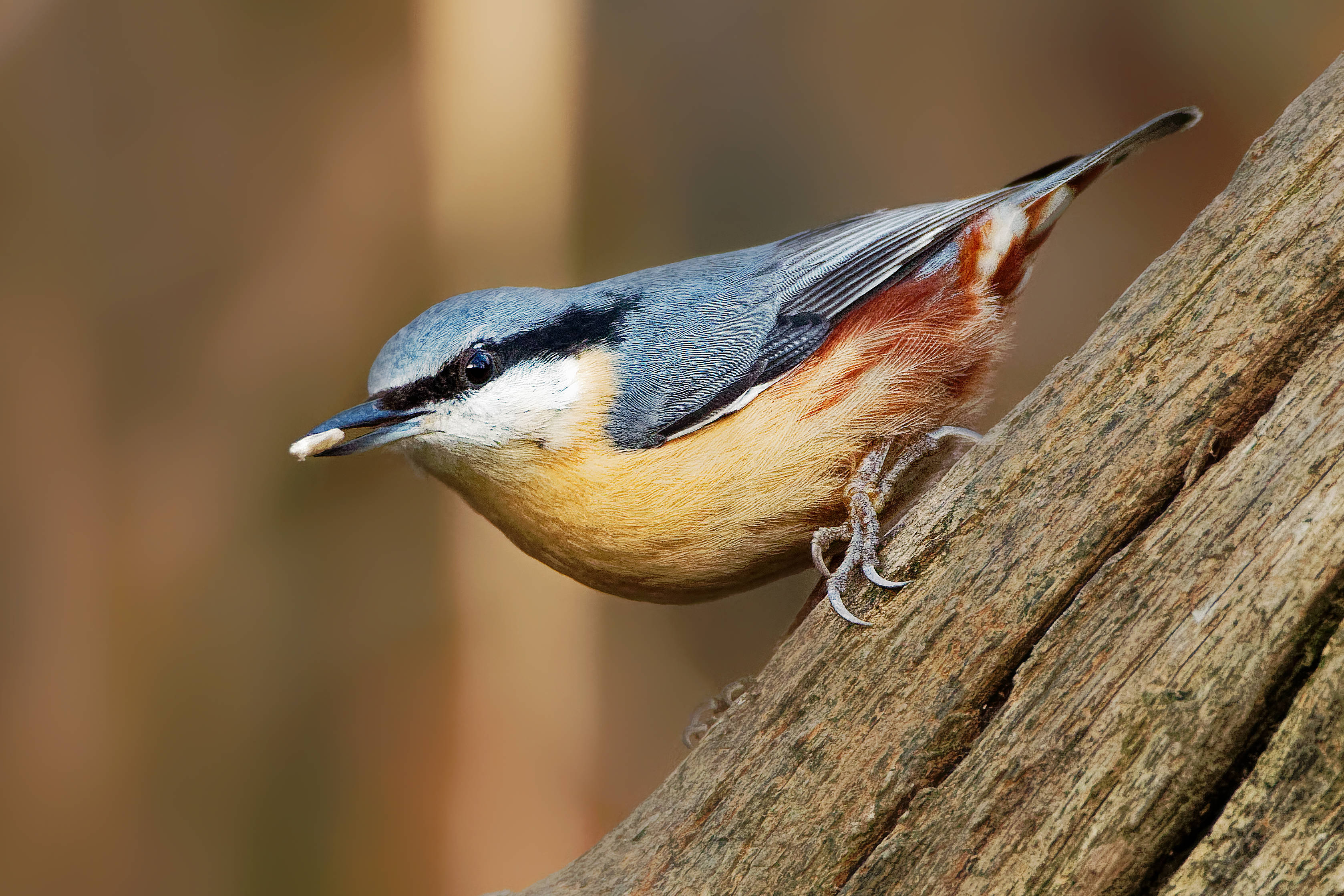 Nuthatch