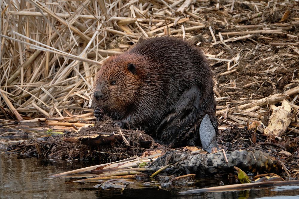 Beaver photograph