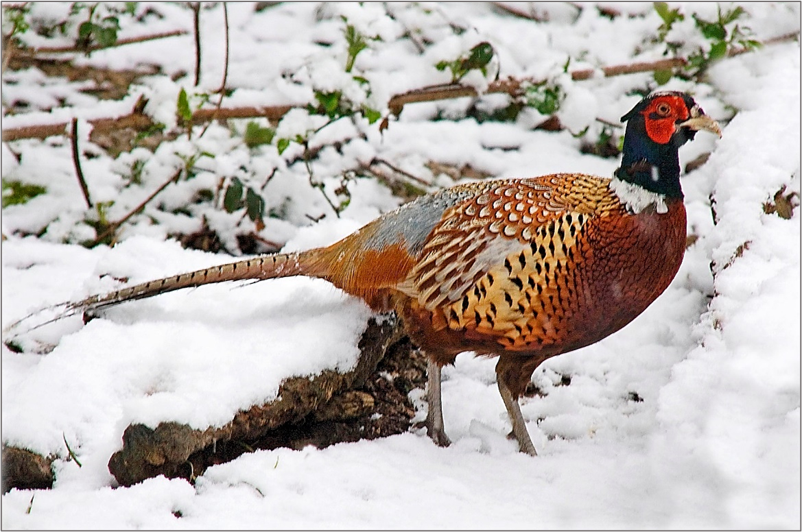 Events At Warnham Local Nature Reserve 