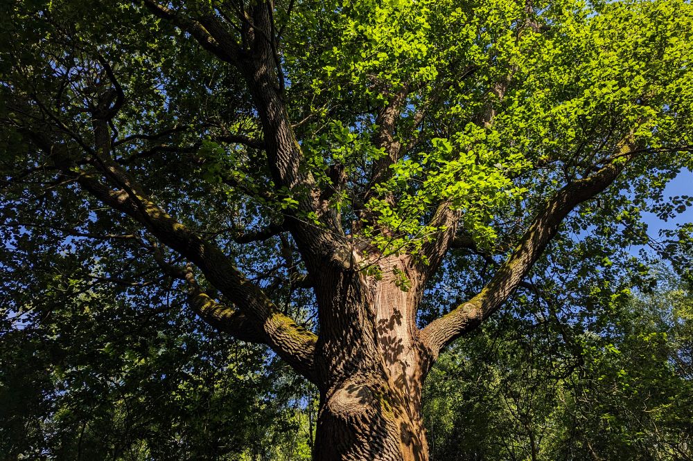 Leechpool Woods Canopy Oak